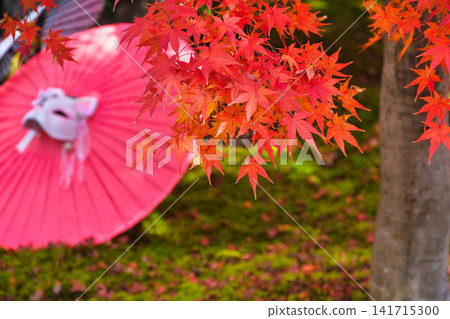 京都少林寺:美麗的秋葉(京都府京都市東山區) 京都少林寺:美麗的秋葉(京都府京都市東山區) 141715300