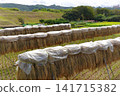 Rice stalks drying after harvesting. 141715382