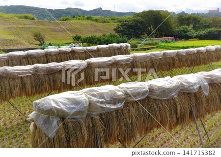Rice stalks drying after harvesting. Rice stalks drying after harvesting. 141715382