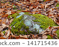 Moss-covered stones, fallen leaves, autumn 141715436