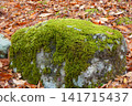 Moss-covered stones, fallen leaves, autumn 141715437