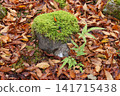 Moss-covered stones, fallen leaves, autumn 141715438