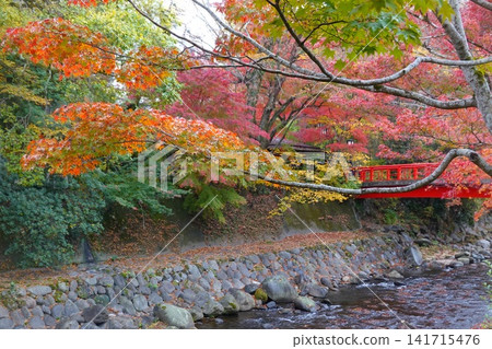 Autumn leaves in Shuzenji, near Katsura Bridge, along the Katsura River. Autumn leaves in Shuzenji, near Katsura Bridge, along the Katsura River. 141715476
