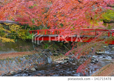 Autumn leaves in Shuzenji, near Katsura Bridge, along the Katsura River. Autumn leaves in Shuzenji, near Katsura Bridge, along the Katsura River. 141715478