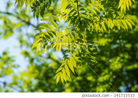 A forest in the season of fresh greenery; the leaves of the trees gleam in the sunlight. (37) A forest in the season of fresh greenery; the leaves of the trees gleam in the sunlight. (37) 141715533