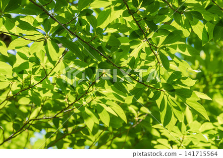 A forest in the season of fresh greenery; the leaves of the trees gleam in the sunlight. (68) A forest in the season of fresh greenery; the leaves of the trees gleam in the sunlight. (68) 141715564