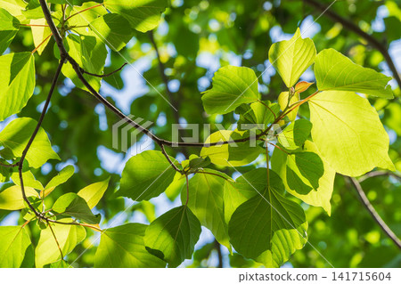 A forest in the season of fresh green leaves; the leaves of the trees gleam in the sunlight. 109 A forest in the season of fresh green leaves; the leaves of the trees gleam in the sunlight. 109 141715604