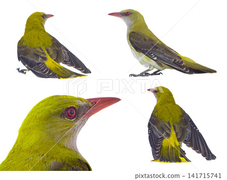 two Young Eurasian Golden Oriole (Oriolus oriolus) isolated on a white background two Young Eurasian Golden Oriole (Oriolus oriolus) isolated on a white background 141715741