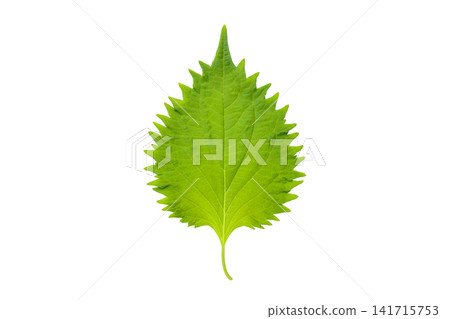A PNG image of a single fresh shiso leaf, cut out from a top-down view. A PNG image of a single fresh shiso leaf, cut out from a top-down view. 141715753