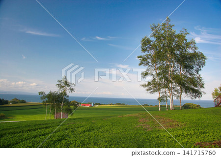 這是一個寧靜的下午,白樺樹高聳挺拔。 這是一個寧靜的下午,白樺樹高聳挺拔。 141715760