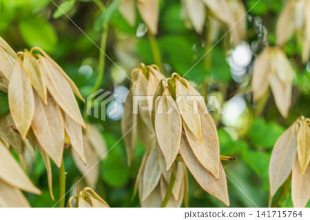 Spring Mountains: New buds resembling the flowers of the Japanese white laurel tree (05) Spring Mountains: New buds resembling the flowers of the Japanese white laurel tree (05) 141715764