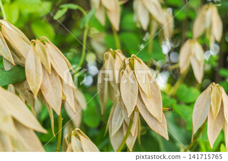 春山:形狀像日本白月桂花的新芽 06 春山:形狀像日本白月桂花的新芽 06 141715765