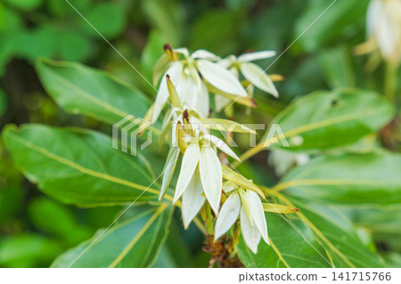 春山：白月桂的白色新芽 01 141715766