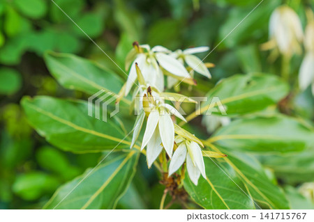 春山:白月桂的白色新芽 02 春山:白月桂的白色新芽 02 141715767