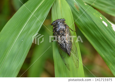 夏季圖片:昆蟲採集 夏季圖片:昆蟲採集 141715975