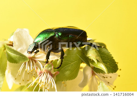 This is a golden bronze beetle, widespread in Eurasia. This is a golden bronze beetle, widespread in Eurasia. 141716004
