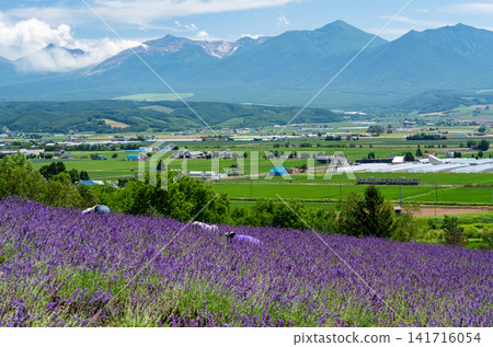 從薰衣草田中,可以看到富良野盆地、富良野線的當地列車,甚至遠處還能看到十勝山脈。 從薰衣草田中,可以看到富良野盆地、富良野線的當地列車,甚至遠處還能看到十勝山脈。 141716054