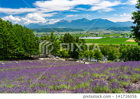 從薰衣草田中可以眺望富良野盆地和十勝山脈。 從薰衣草田中可以眺望富良野盆地和十勝山脈。 141716056