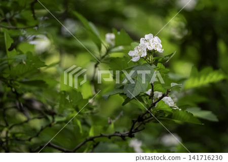 White flowers of the hawthorn (Crataegus) White flowers of the hawthorn (Crataegus) 141716230