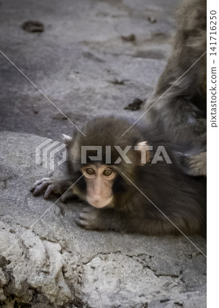 Baby monkey being groomed Baby monkey being groomed 141716250
