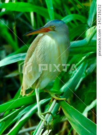 A wild bird of Japan: the Little Bittern. A wild bird of Japan: the Little Bittern. 141716252
