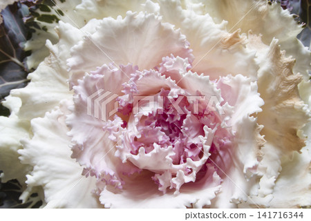 白色觀賞甘藍(葉甘藍)正在開花。 白色觀賞甘藍(葉甘藍)正在開花。 141716344