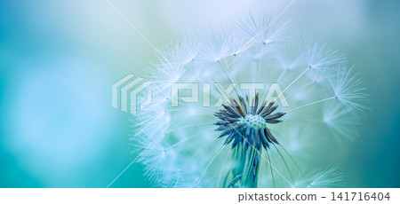 Delicate white dandelion seed head against soft blue bokeh in gentle natural light macro nature detail. Perfect nature botanical closeup ecology. Peaceful fresh outdoors wellness serene scenic Delicate white dandelion seed head against soft blue bokeh in gentle natural light macro nature detail. Perfect nature botanical closeup ecology. Peaceful fresh outdoors wellness serene scenic 141716404