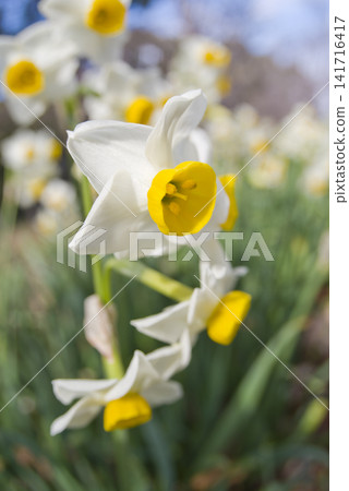 The flowers of Japanese daffodils are in bloom. The flowers of Japanese daffodils are in bloom. 141716417