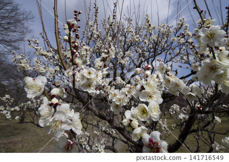 梅園裡開滿了白梅花。 梅園裡開滿了白梅花。 141716549