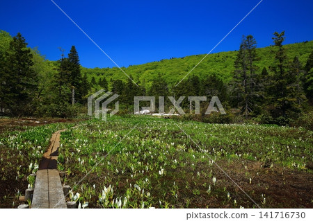 春天的大谷地，在藍天的襯托下熠熠生輝。 141716730