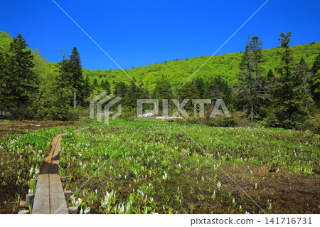 春天的大谷地，在藍天的襯托下熠熠生輝。 141716731