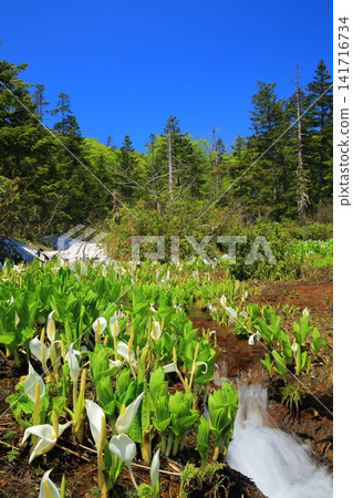 Obayachi in spring, shining brightly against the blue sky Obayachi in spring, shining brightly against the blue sky 141716734
