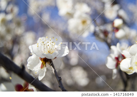 藍天下的梅園裡,潔白的梅花競相綻放。 藍天下的梅園裡,潔白的梅花競相綻放。 141716849