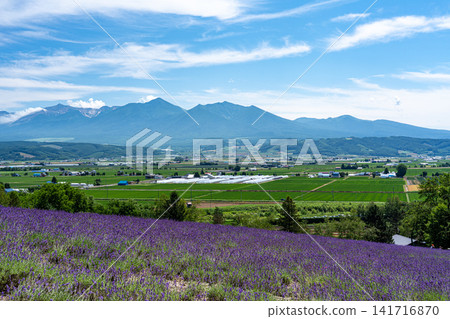 From the lavender fields, you can see the Furano Basin and the smoke-emitting Tokachi-dake mountain. From the lavender fields, you can see the Furano Basin and the smoke-emitting Tokachi-dake mountain. 141716870