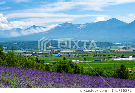 From the lavender fields, you can see the Furano Basin and the smoke-emitting Tokachi-dake mountain. From the lavender fields, you can see the Furano Basin and the smoke-emitting Tokachi-dake mountain. 141716872