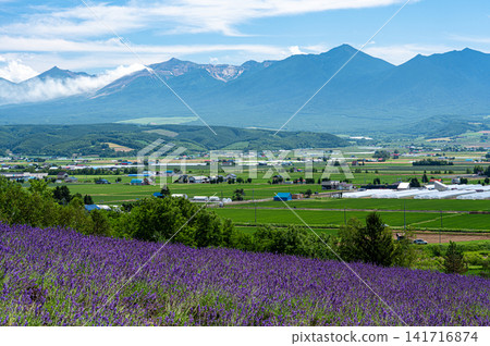 From the lavender fields, you can see the Furano Basin and the smoke-emitting Tokachi-dake mountain. From the lavender fields, you can see the Furano Basin and the smoke-emitting Tokachi-dake mountain. 141716874