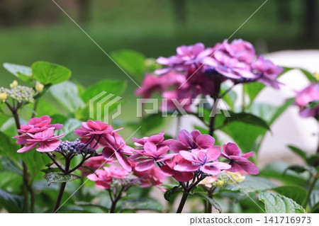 hydrangea flower hydrangea flower 141716973