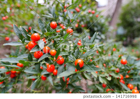 Nandina with red fruit Nandina with red fruit 141716998