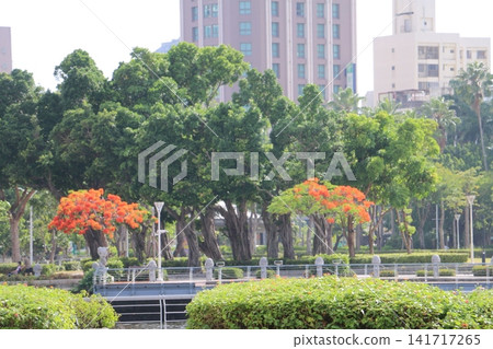 Graduation trees (Phoenix Trees) adorn the streets of Kaohsiung City. Graduation trees (Phoenix Trees) adorn the streets of Kaohsiung City. 141717265