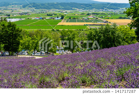Following the Norokko sightseeing train running on the Furano Line from the lavender fields. Following the Norokko sightseeing train running on the Furano Line from the lavender fields. 141717287