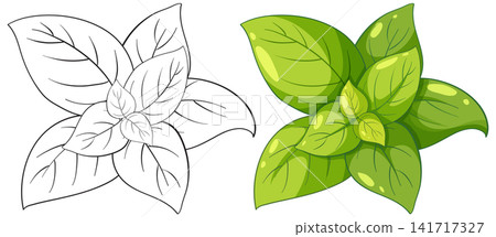 Fresh Green Basil Herb Vector Illustration in Color and Outline Fresh Green Basil Herb Vector Illustration in Color and Outline 141717327