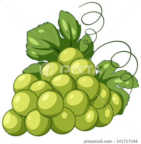 Bunch of Fresh Green Grapes with Leaves and Vines Illustration Bunch of Fresh Green Grapes with Leaves and Vines Illustration 141717348
