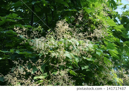 Chinese parasol tree immediately after the flowers have finished blooming - July 2026 Chinese parasol tree immediately after the flowers have finished blooming - July 2026 141717487