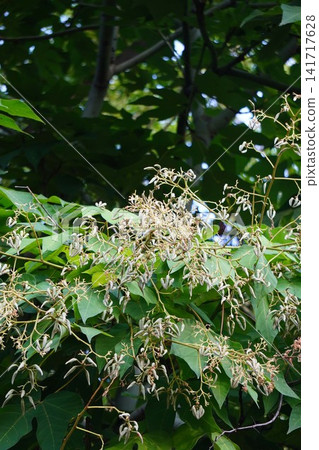 Young fruits of the Chinese parasol tree 141717628