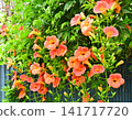 A trumpet vine adorned with many orange flowers. 141717720