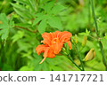 The brightly colored flowers of the daylily 141717721