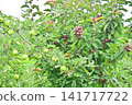 The apples are laden with fruit. 141717722