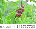 Small red Maypole apples 141717723