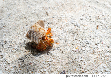 Hermit crab on a white sand beach in Maupiti, French Polynesia Hermit crab on a white sand beach in Maupiti, French Polynesia 141717850
