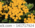 Isogic flowers 141717924